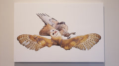 BARN OWL ATTACKED BY HAWK CANVAS PRINT GALLERY-WRAPPED Size 20" x 30" Full Color