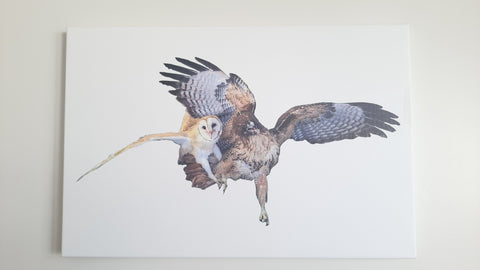 BARN OWL ATTACKED BY HAWK CANVAS PRINT GALLERY-WRAPPED Size 20" x 30" Full Color