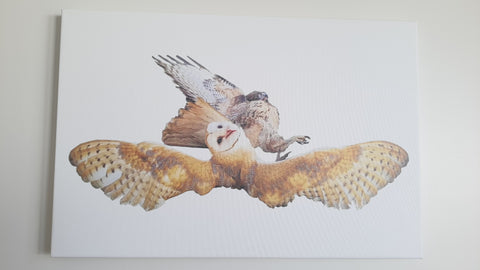 BARN OWL ATTACKED BY HAWK CANVAS PRINT GALLERY-WRAPPED Size 20" x 30" Full Color